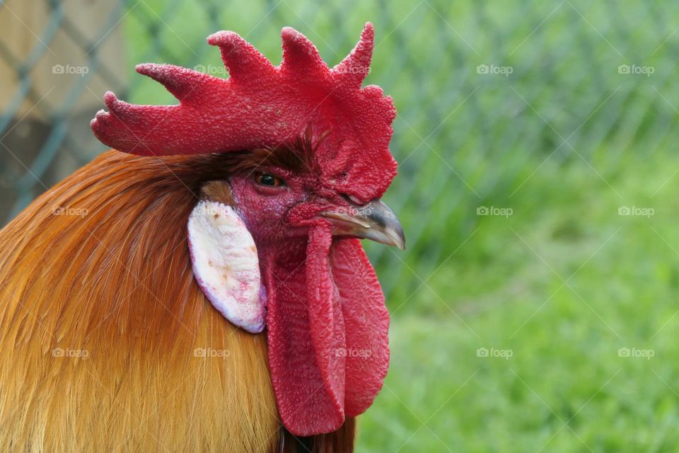 Rooster with a beautiful red comb