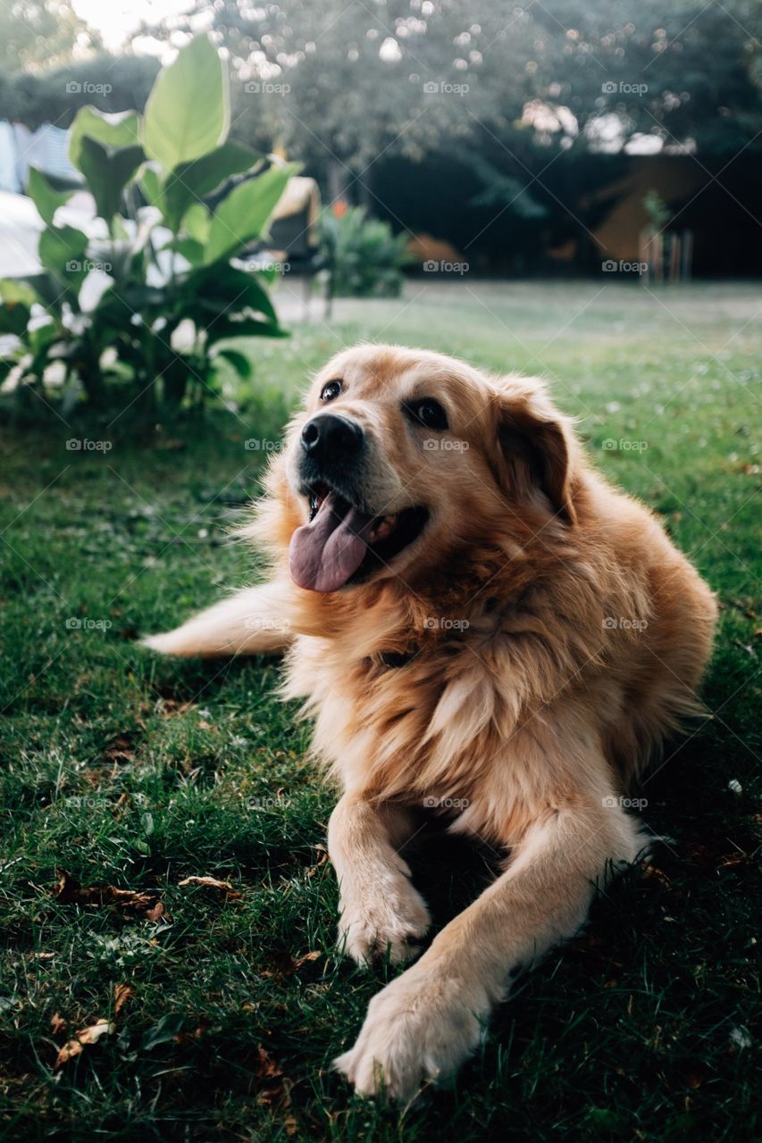 Golden retriver