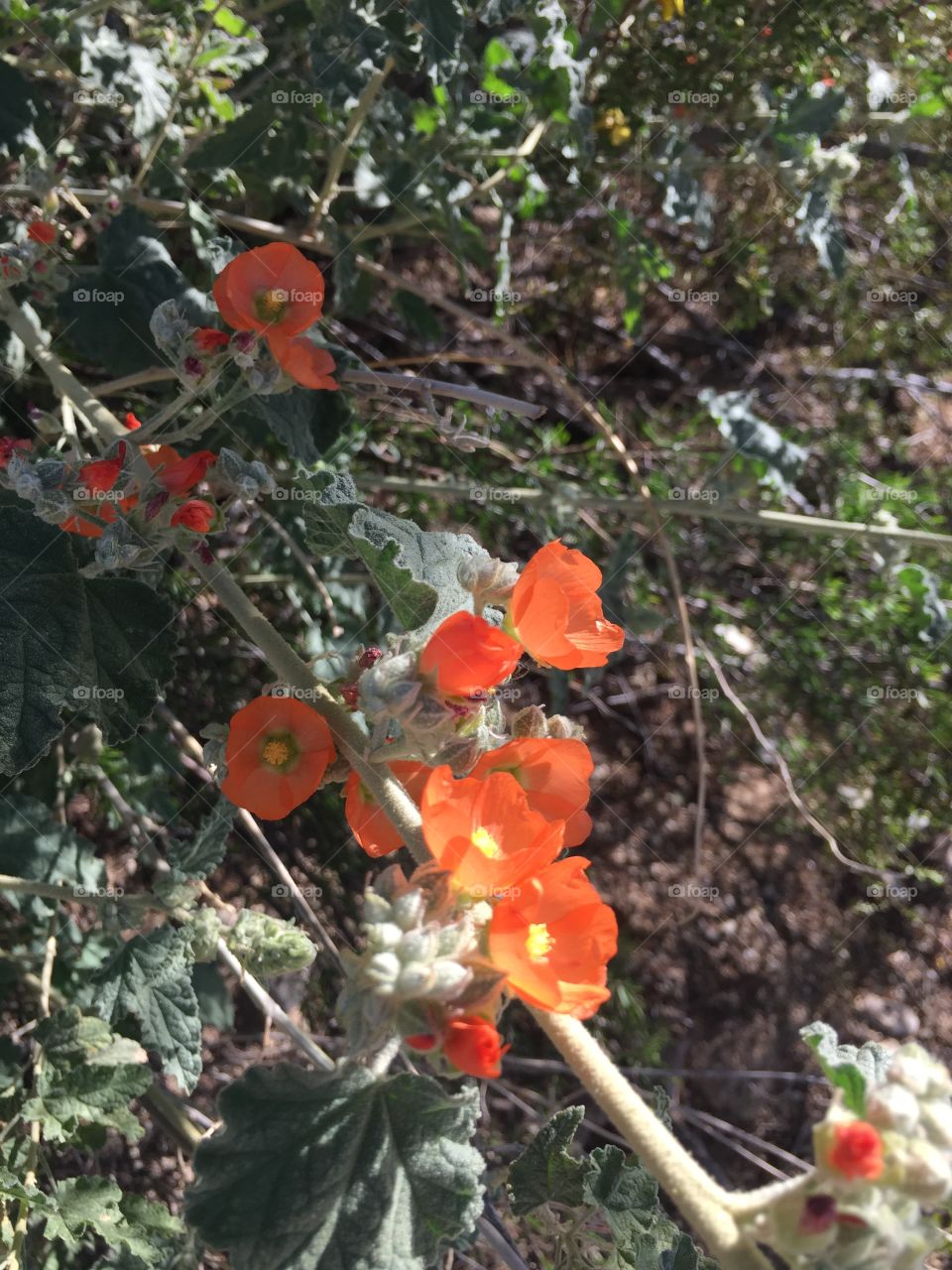 Desert Flowers  