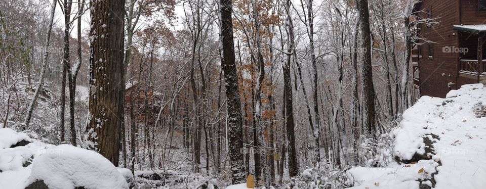 Winter, Snow, Wood, Tree, Frost