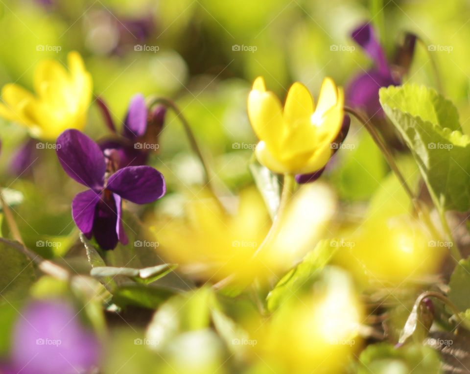 Spring flowers 