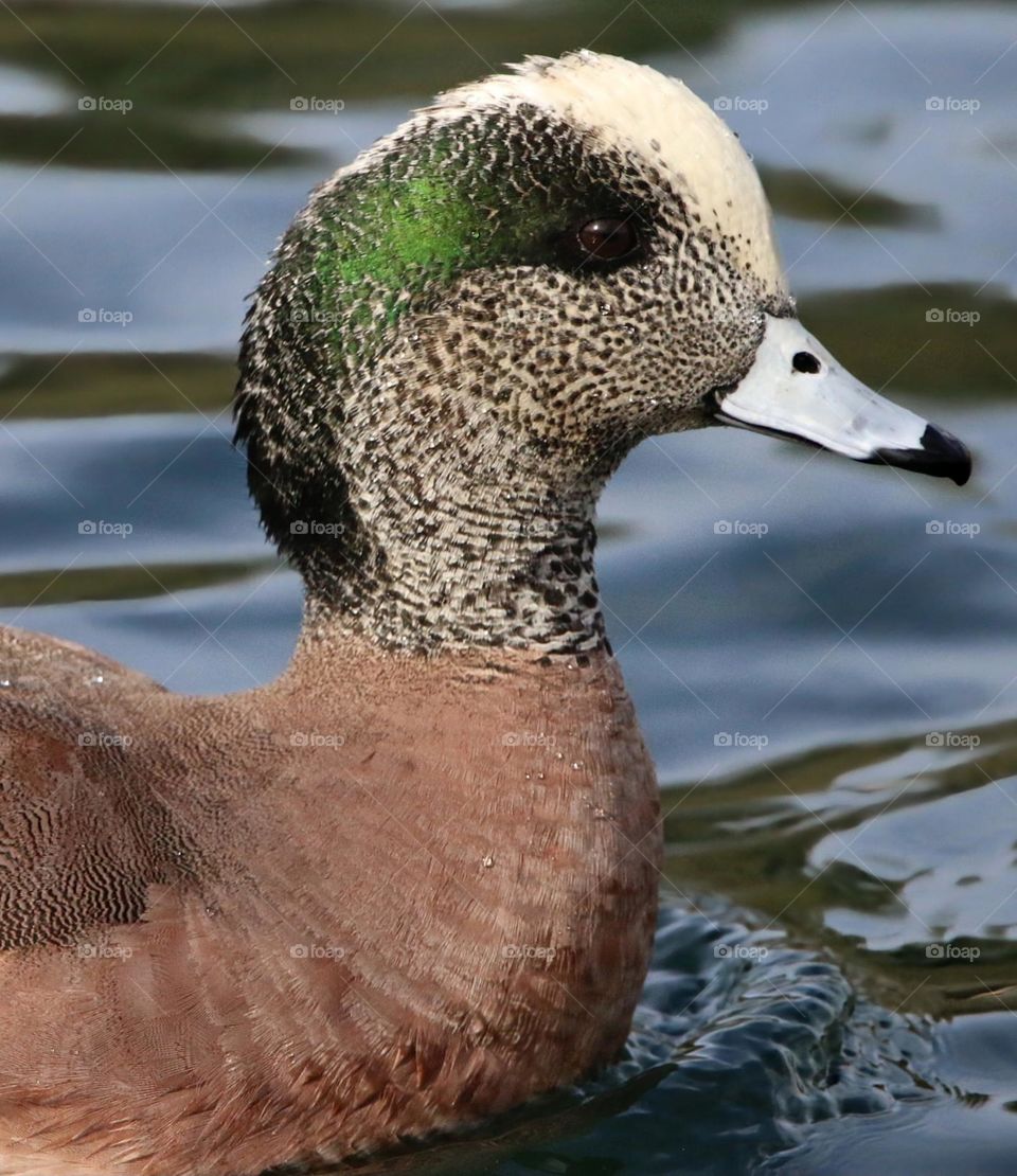 Wigeon Duck in the Water
