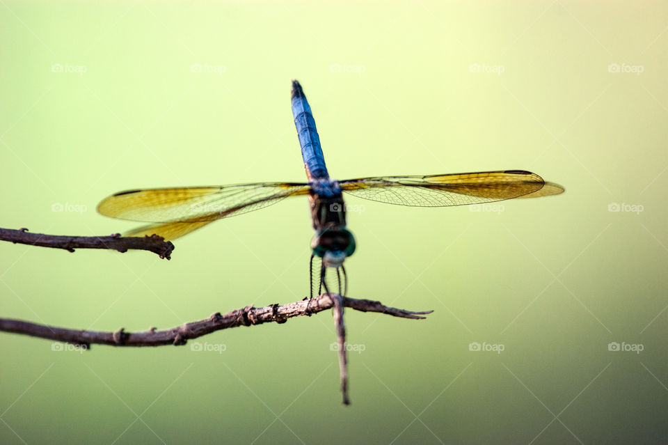 Dragonfly