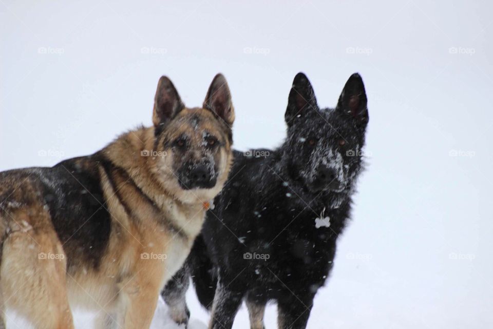 German shepherd brothers playing in the snow. 