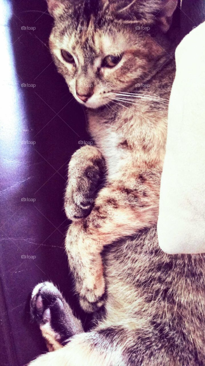 Tabby kitty on leather chair.
