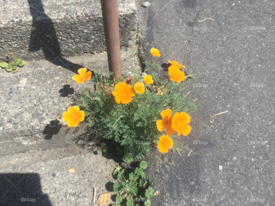 California Poppies Growing through the cement