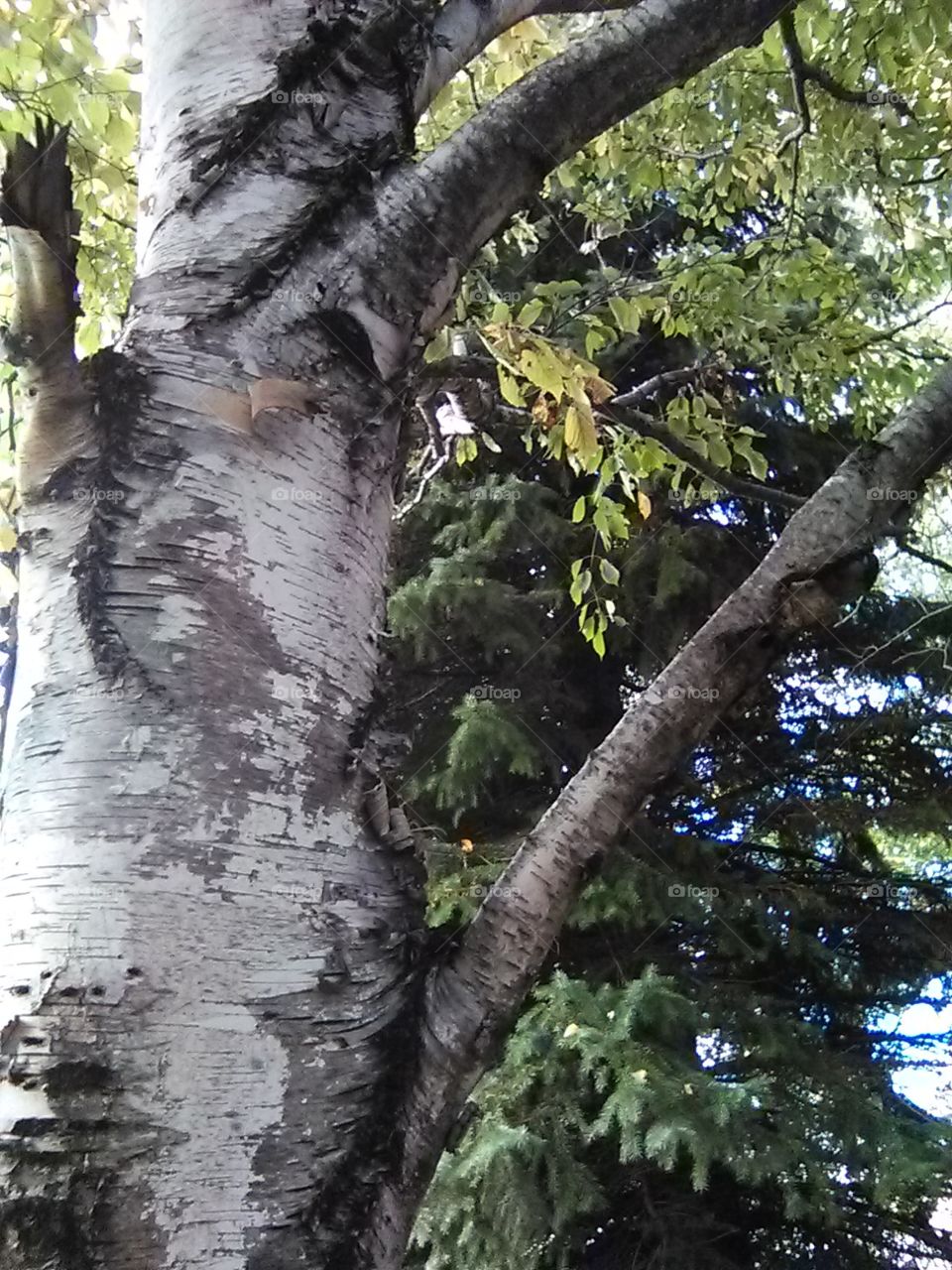 Fall tree's