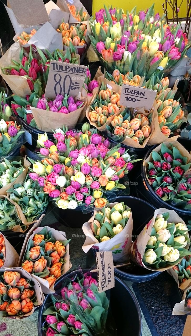 Tulips