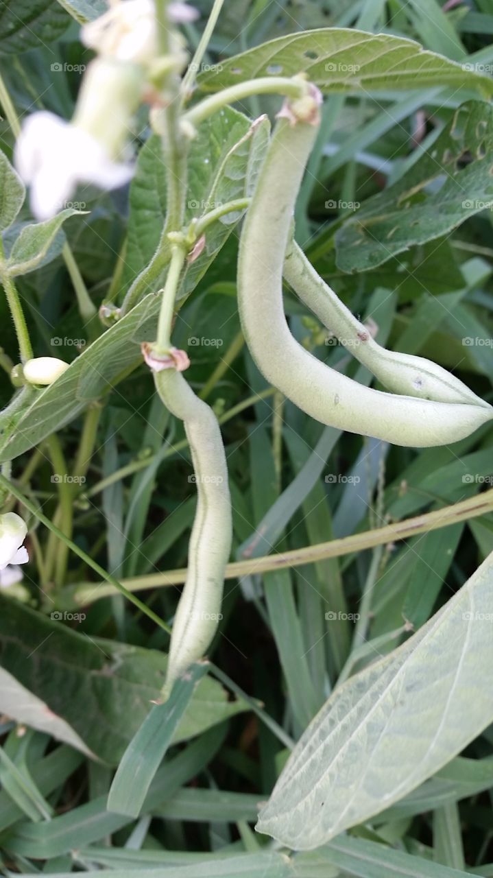 garden. green beans