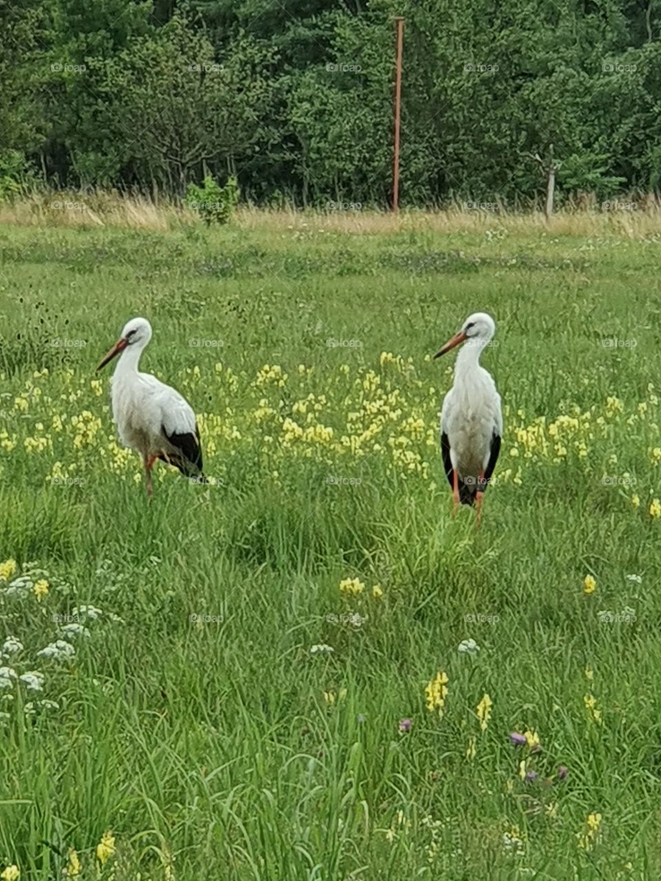 Rattle storks are back