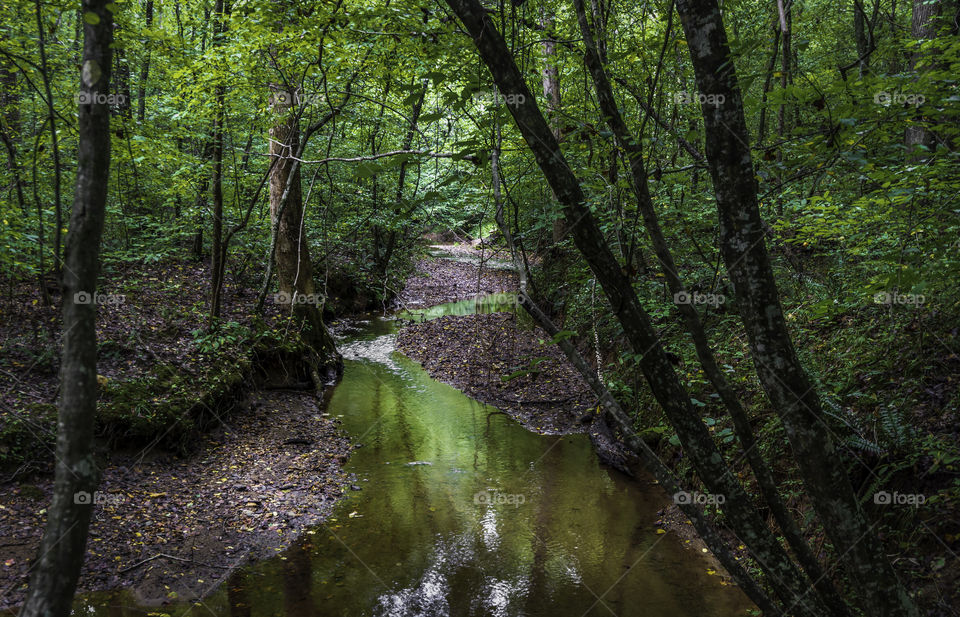 Shaded creek in Chicopee Woods