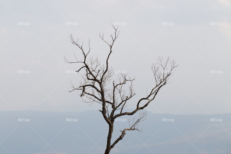 Dead tree 