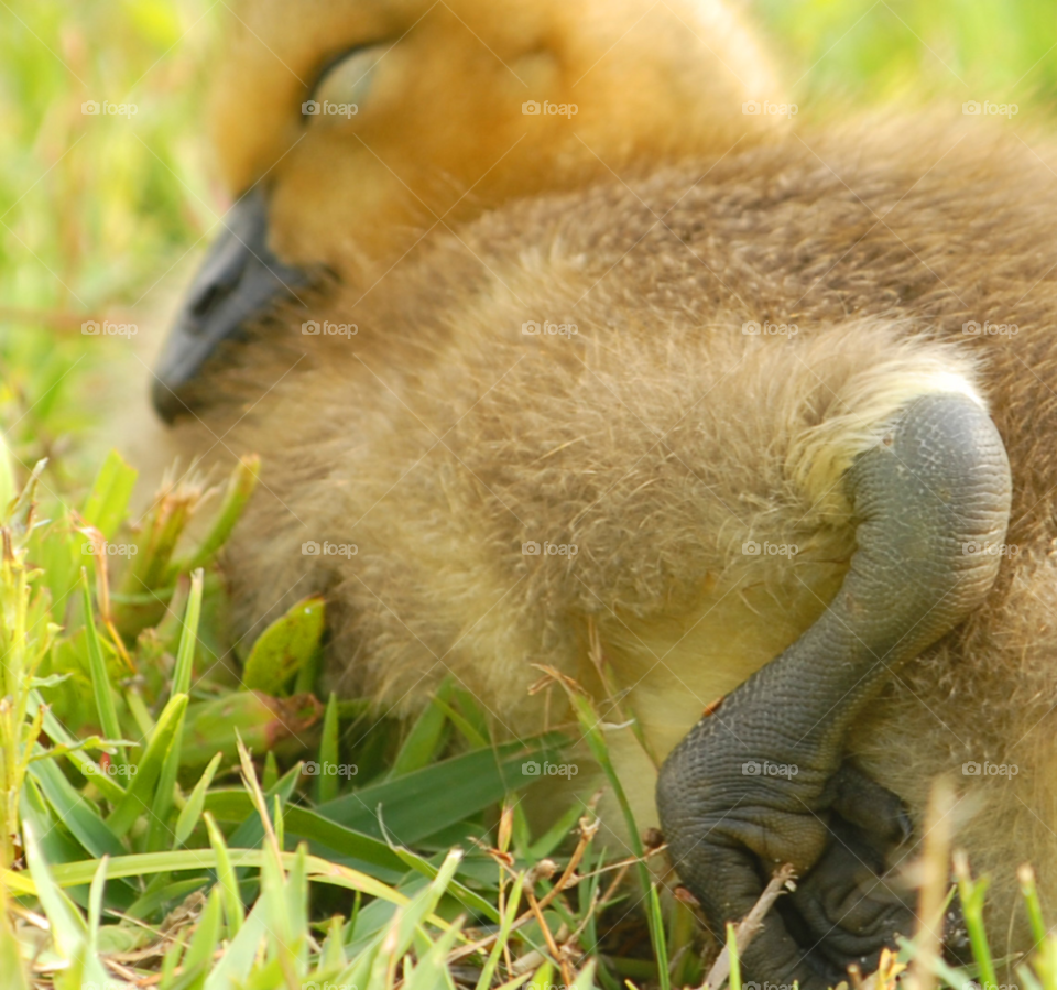 baby sleeping animal bird by lightanddrawing