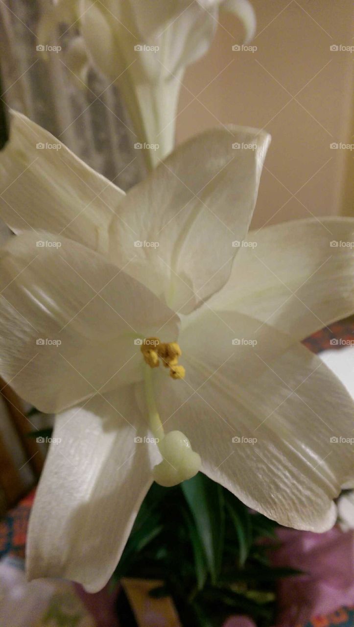 Easter Lily.