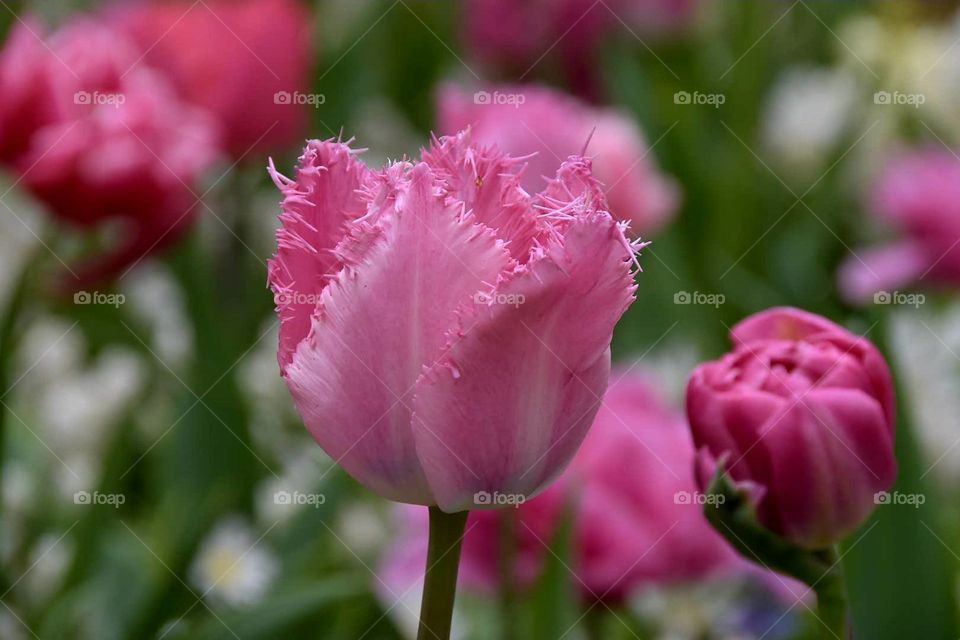 rosa Tulpen