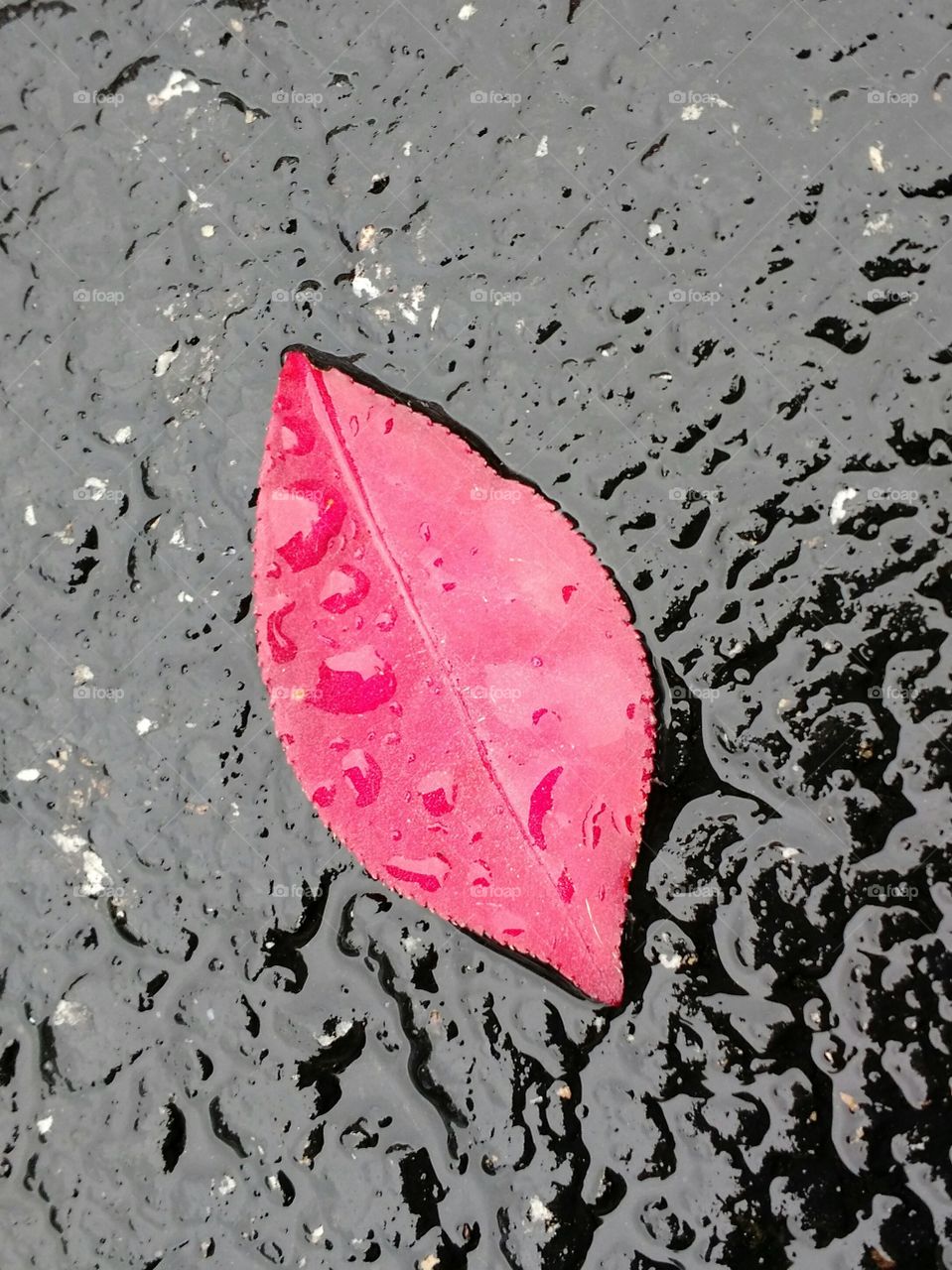 up close red leaf