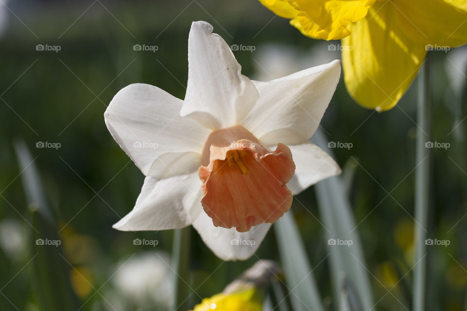 Daffodils in full bloom 