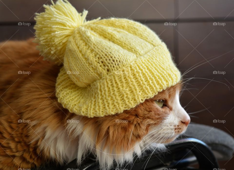 ginger cat pet in the yellow hat winter time ☺️