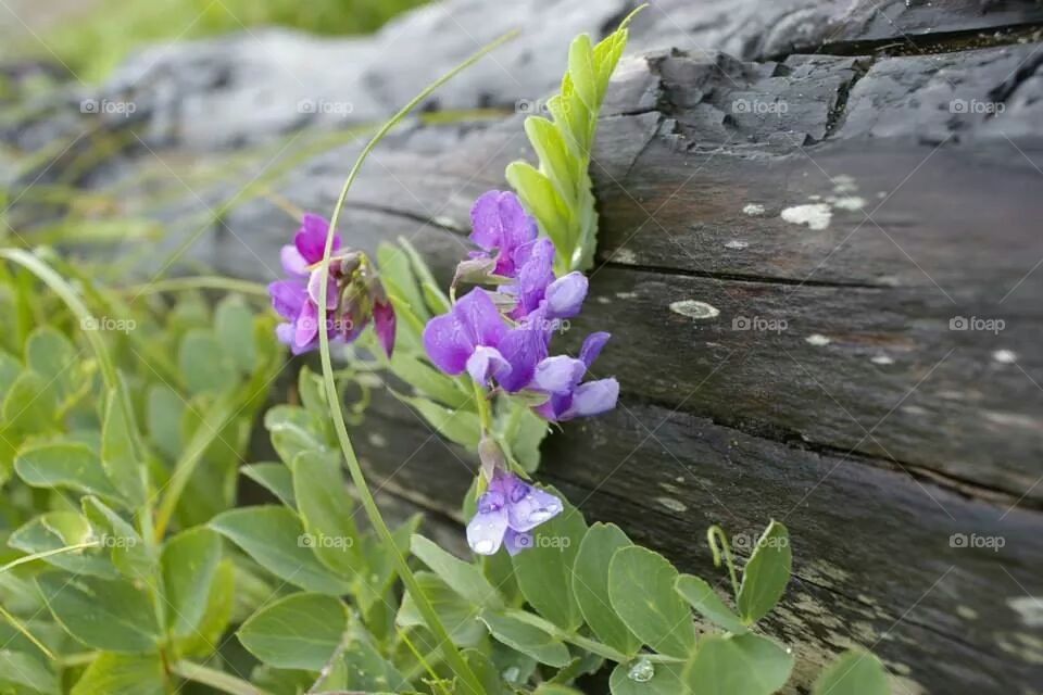 Purple flowers against log