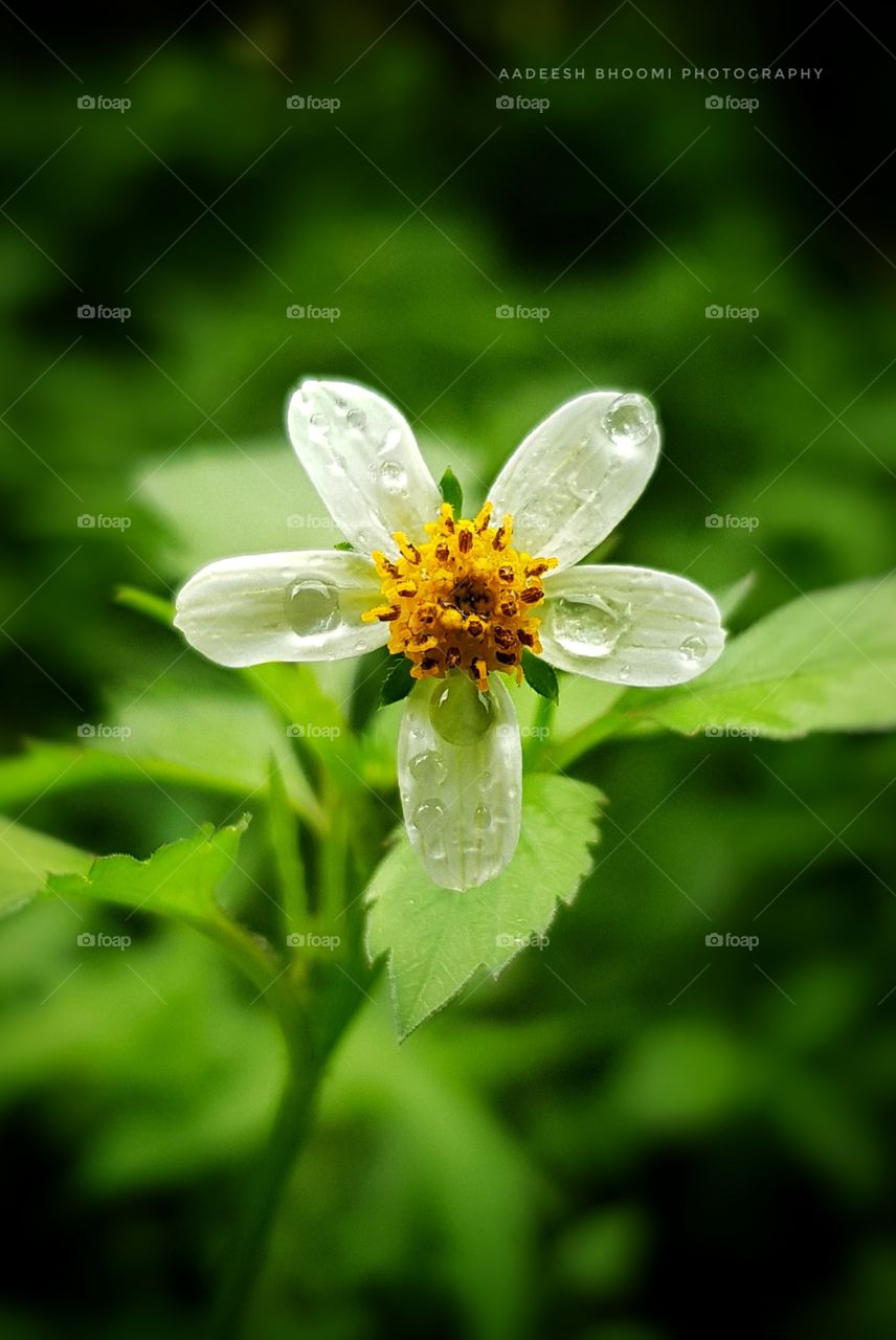 The smile of Happiness.