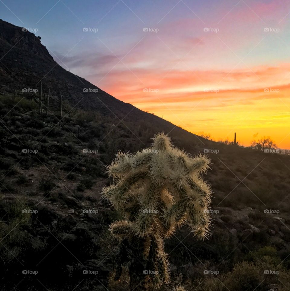 Desert Cactus Sunset 