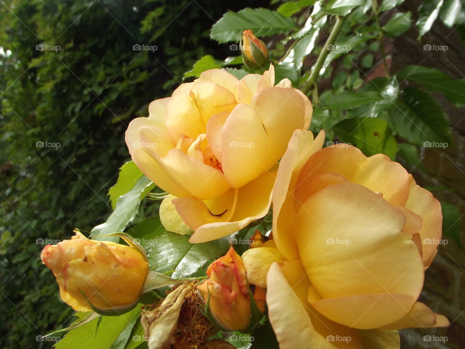 Orange And Yellow Flowers