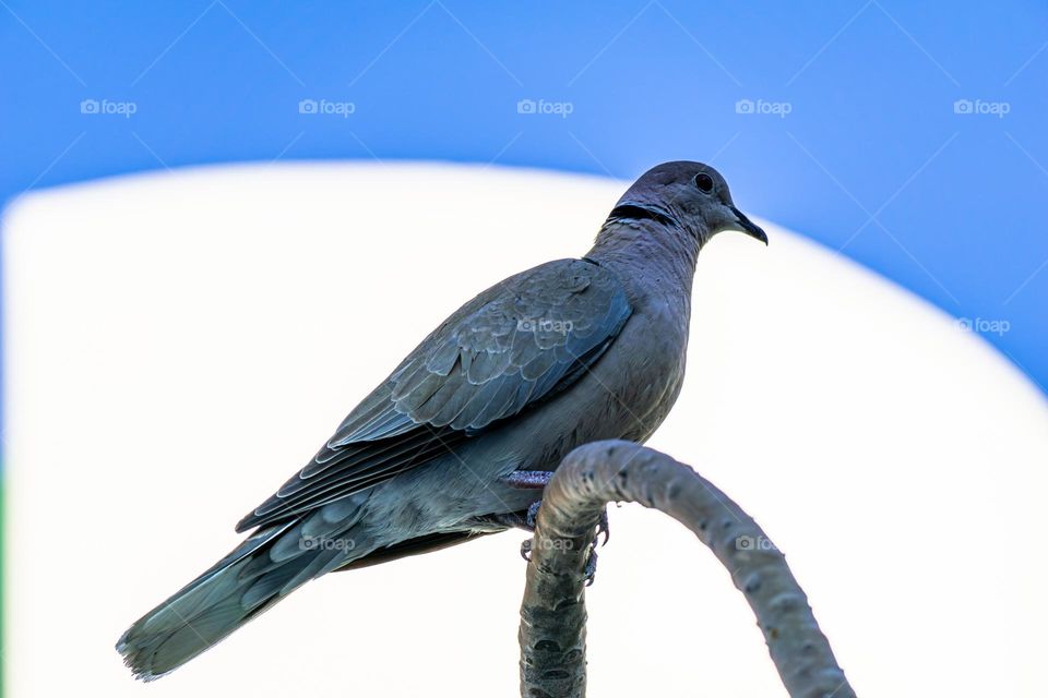 bird wild pigeon