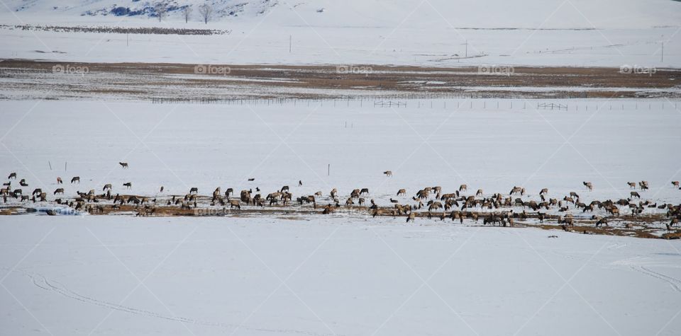 Elk Refuge From Afar