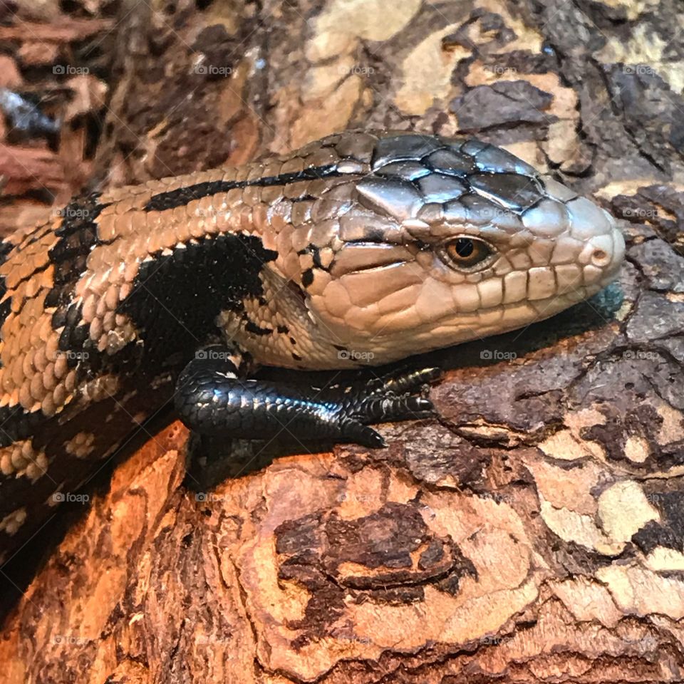 A exotic lizard just chilling at a pet store in Florida. 