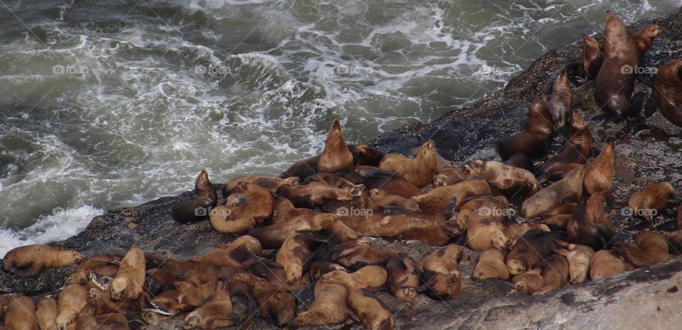 sea lions