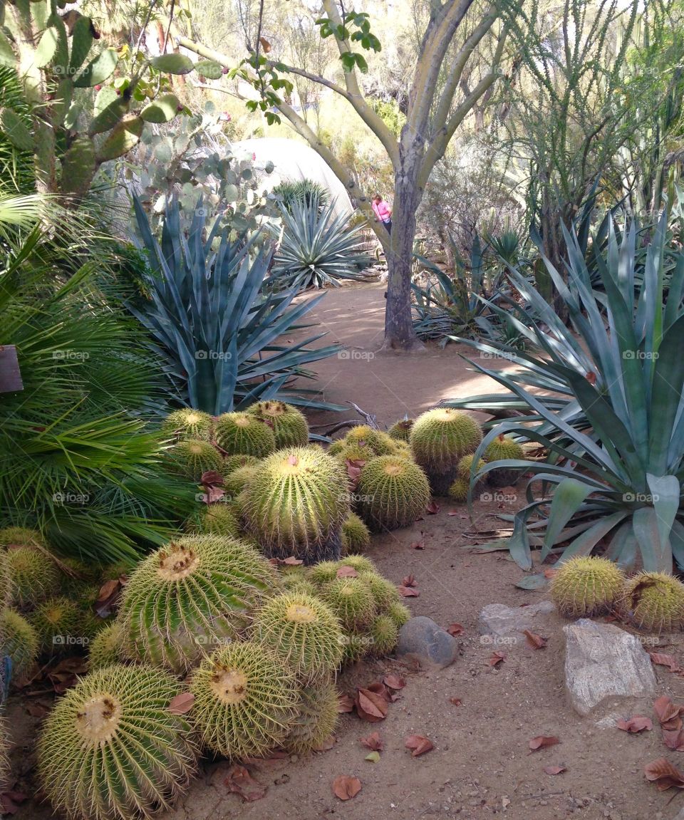Cactus path