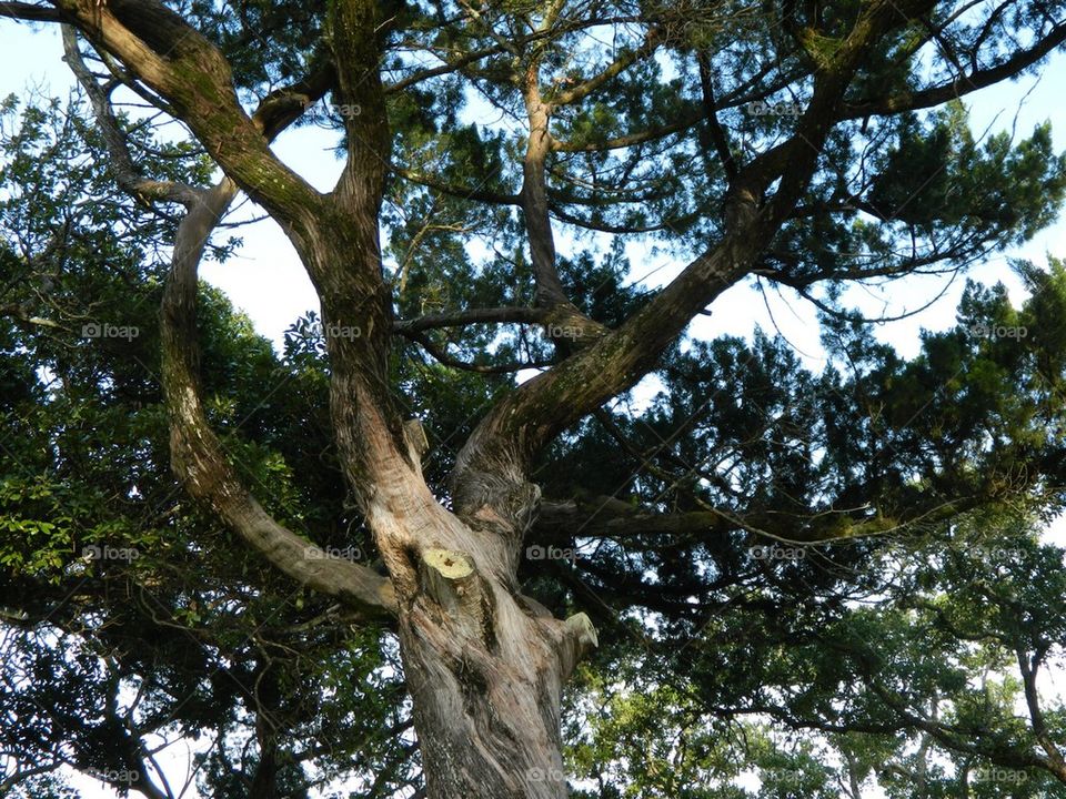 Twisted tree. Tree on the lighthouse grounds 