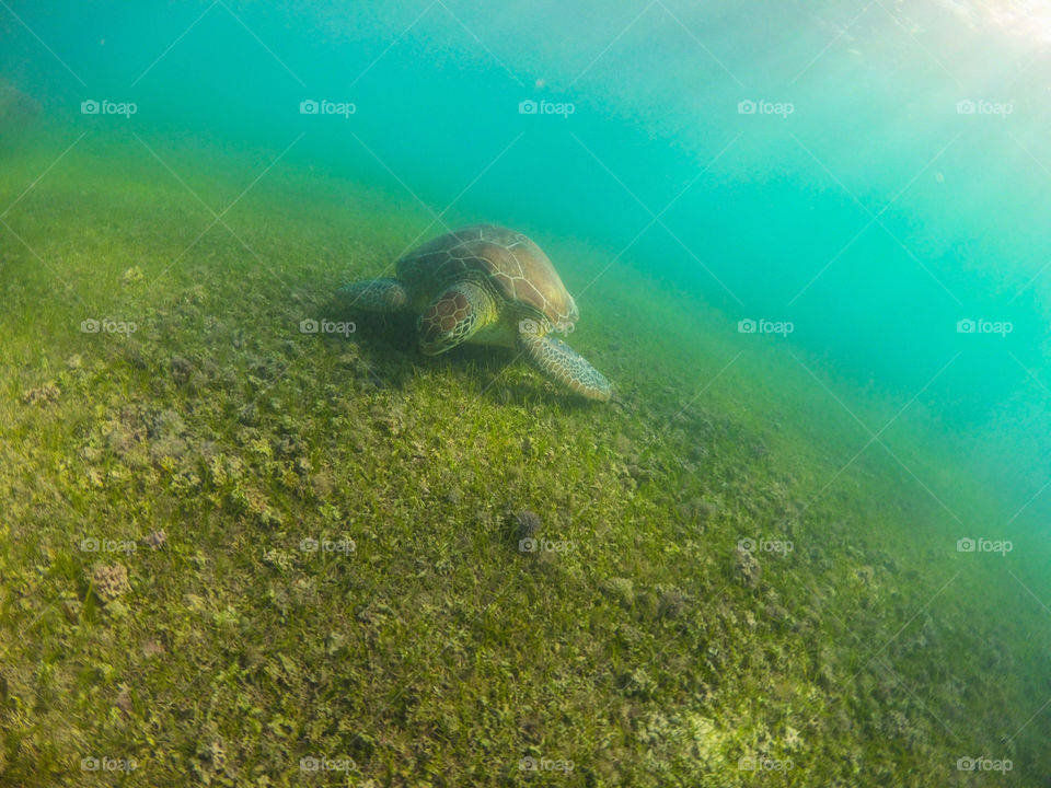 Nibbling sea turtle on the ocean floor