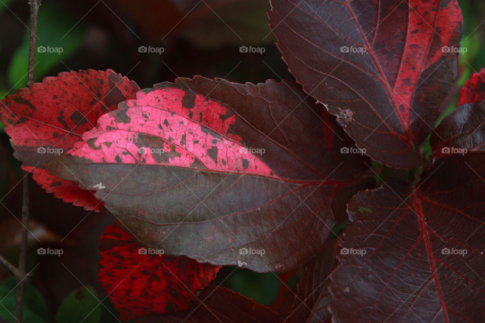 A leaf with dark red and pink coliur