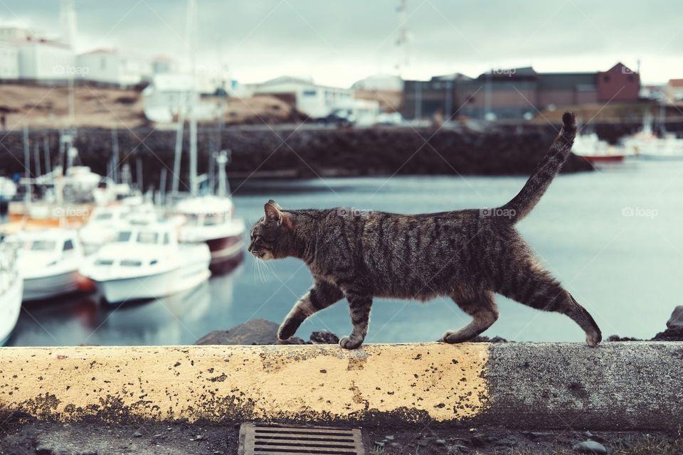 nice kitty kitty cat #animals