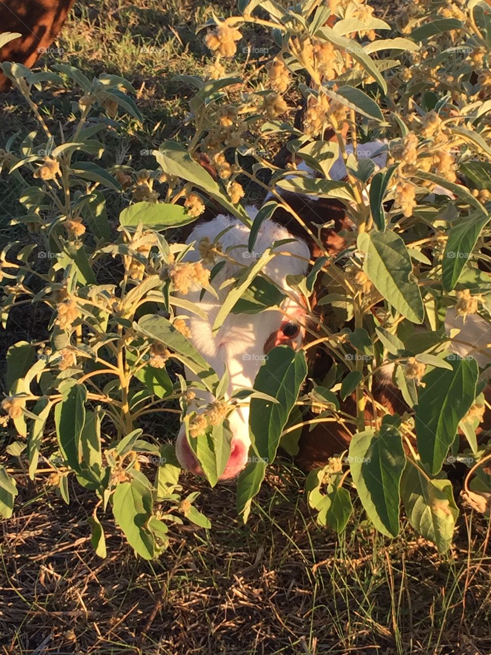 Calf Playing Hide & Seek