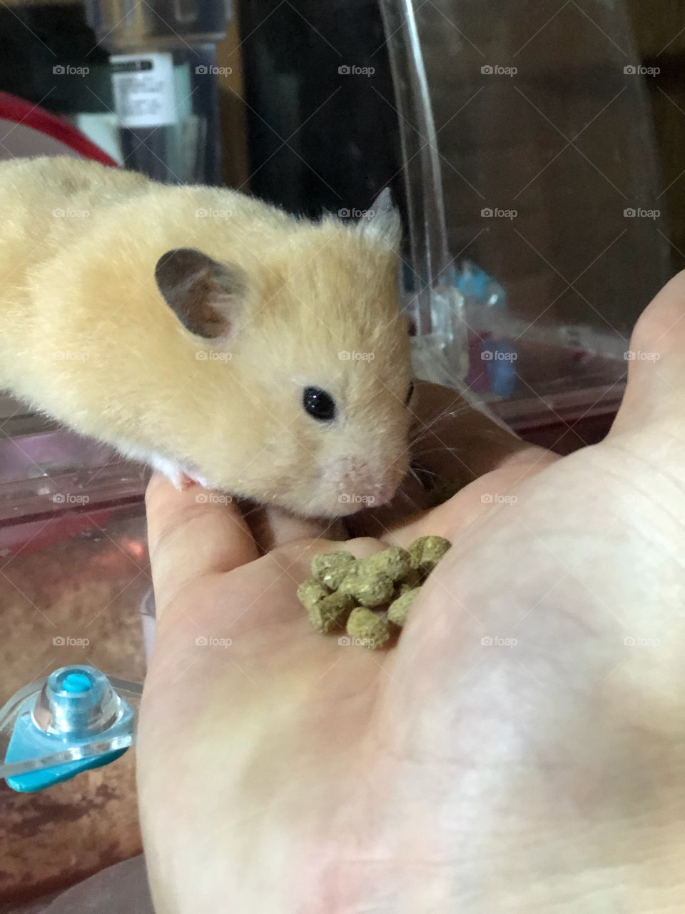 Hamster 