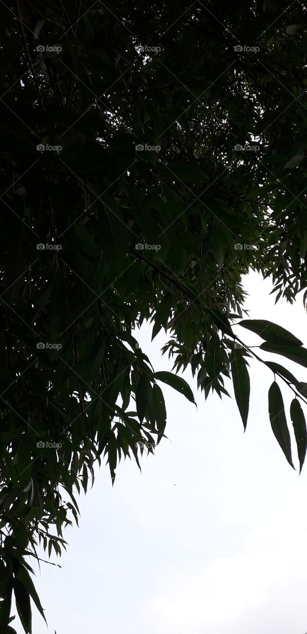 gray willow against sky