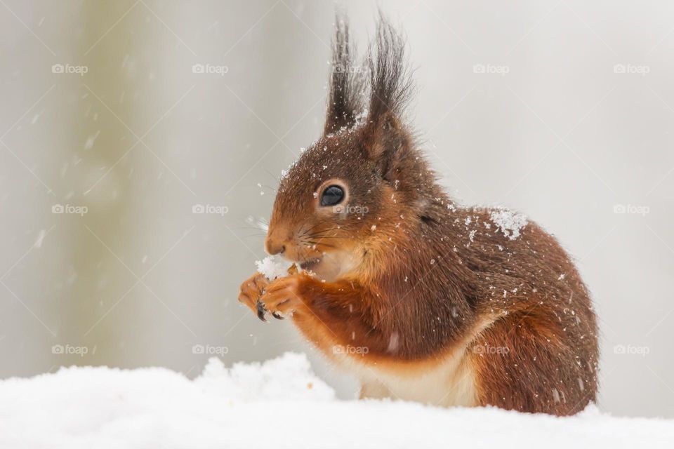 Red squirrel in the snow on a snowy winter day