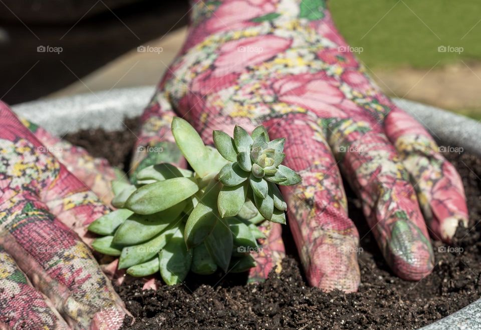 Hands in pink floral gardening gloves, gently place a small succulent in a pot full of soil.