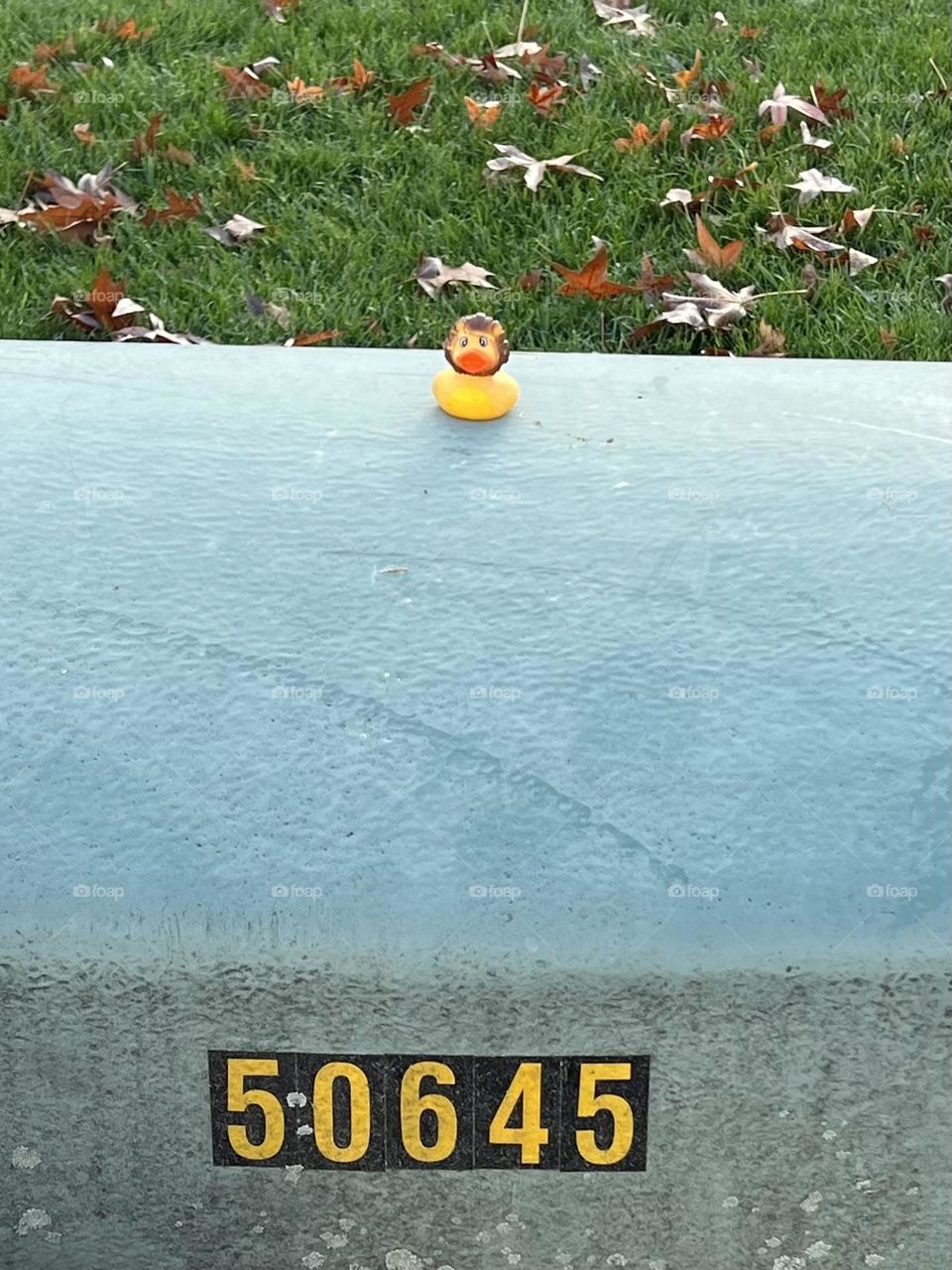 Rubber Duck 