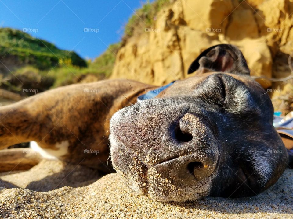 Thor relaxing by the sea!