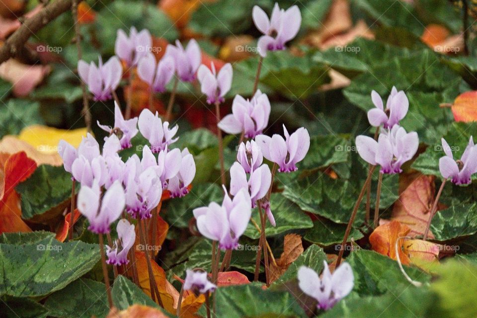 purple crocus flowers in spring