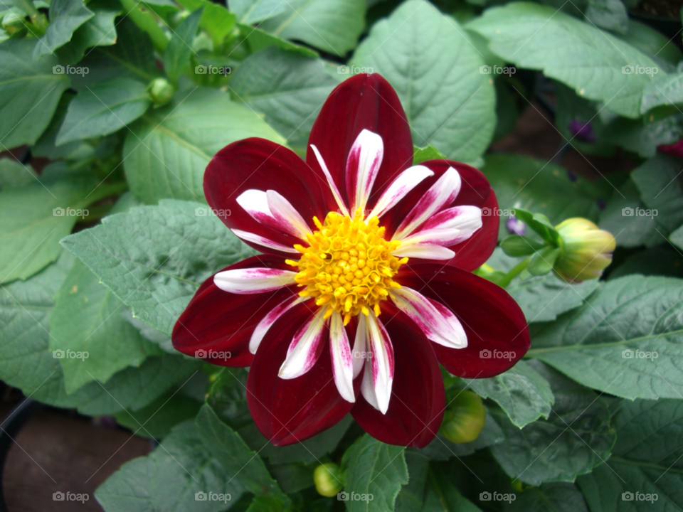 flower macro massachusetts vibrant by jpt4u