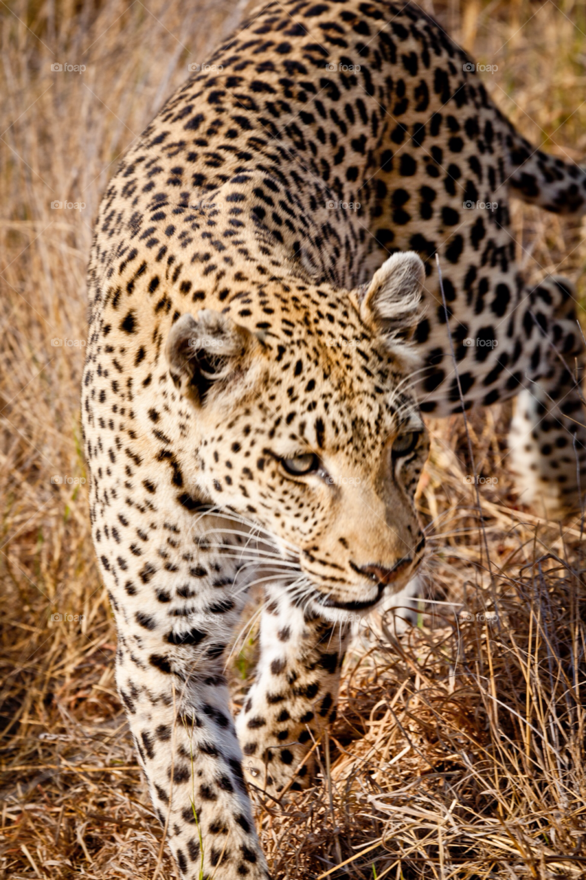 cat leopard okavango by Prince_Albert