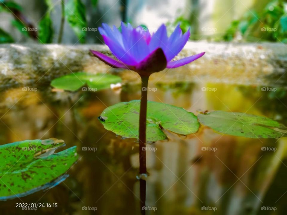 water lilly flower beautiful naturel in  pond