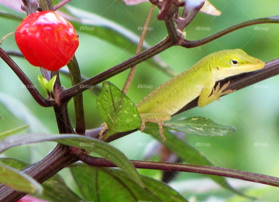 Baby lizard in pepperbush