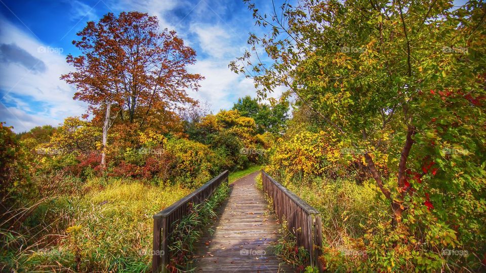 Footbridge along with tree and grass