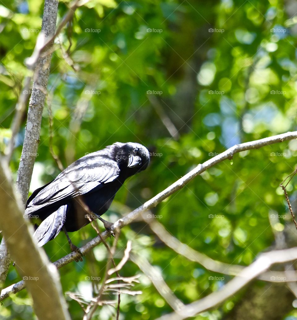 What you looking at?