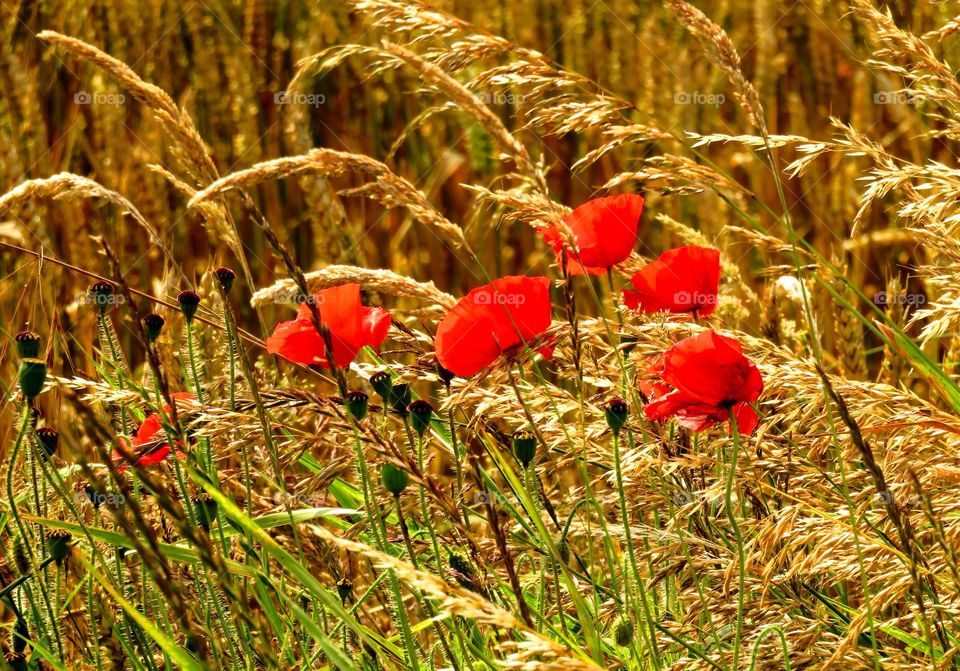 poppies